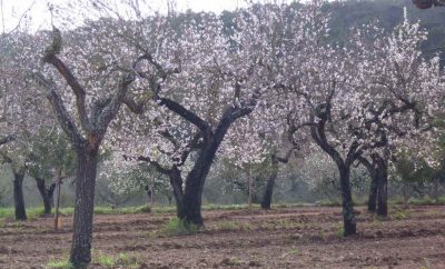 Mallorca zur Mandelblüte