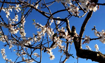 Mallorca & Mandelblüte erleben