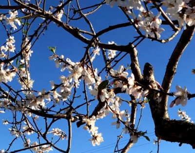 Mallorca & Mandelblüte erleben