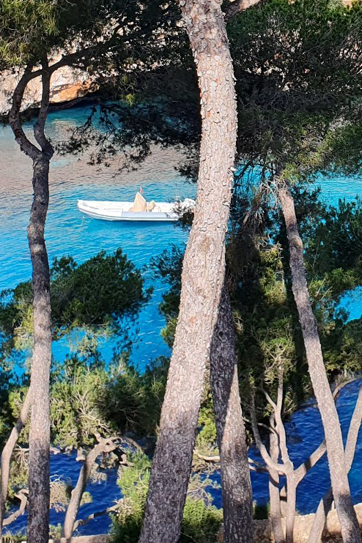 White boat floating on bright turquoise water seen through pine trees along the rocky shore.